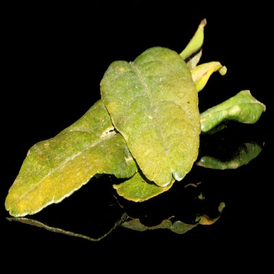 Kaffir Lime Leaves